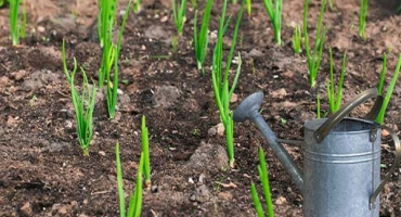 Jak správně a často zalévat cibuli venku, kdy se zálivkou přestat